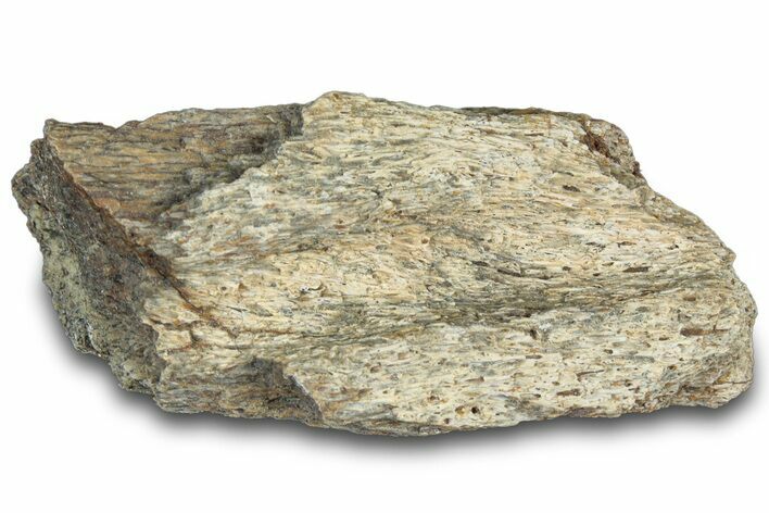 Dinosaur (Triceratops) Frill Shield Section - Montana #312286